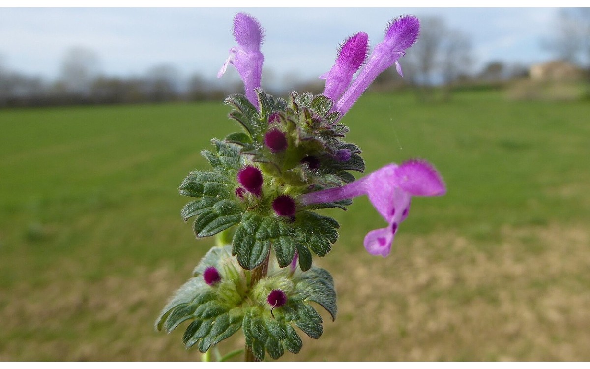 Lamium amplexicaule conocida como Ortiga Mansa, lamio amplexicaule o hierba de los muertos