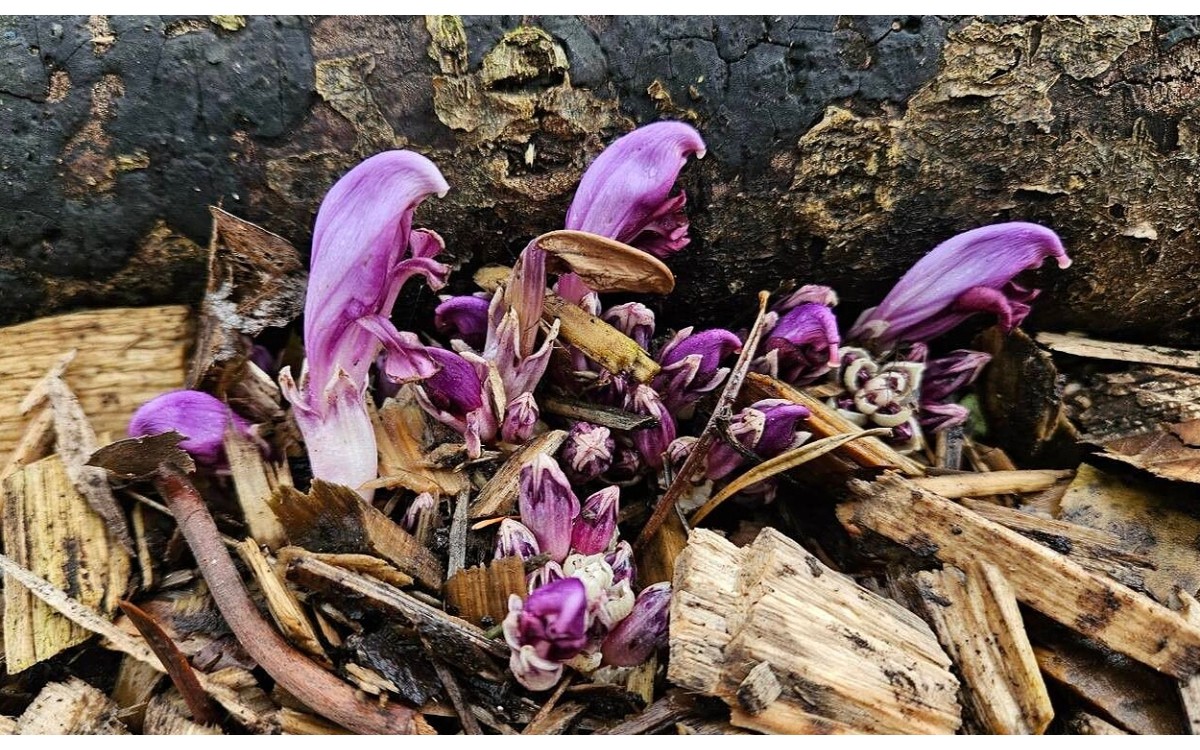 Lathraea clandestina conocida como Percebe de Monte, toothwort púrpura o planta clandestina
