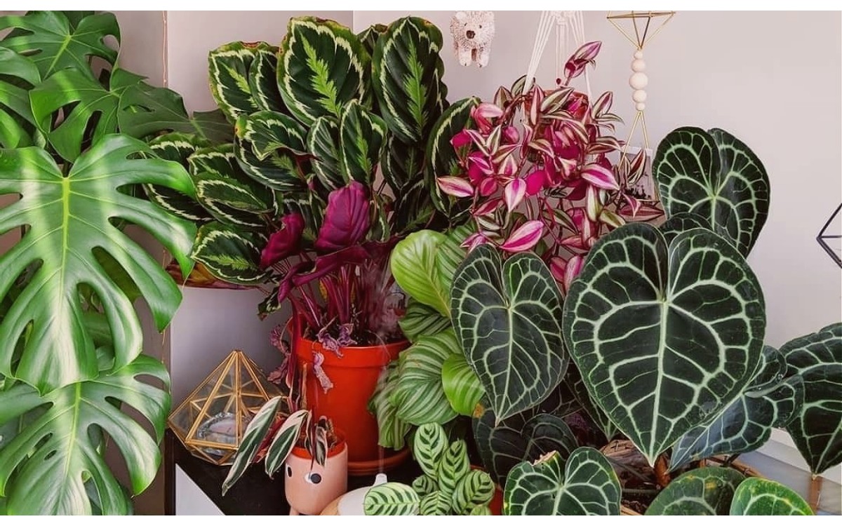 Regalar plantas en el Día de la Madre