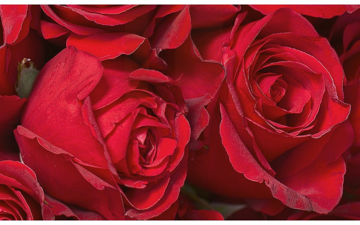 Rosas para el Día de la Madre