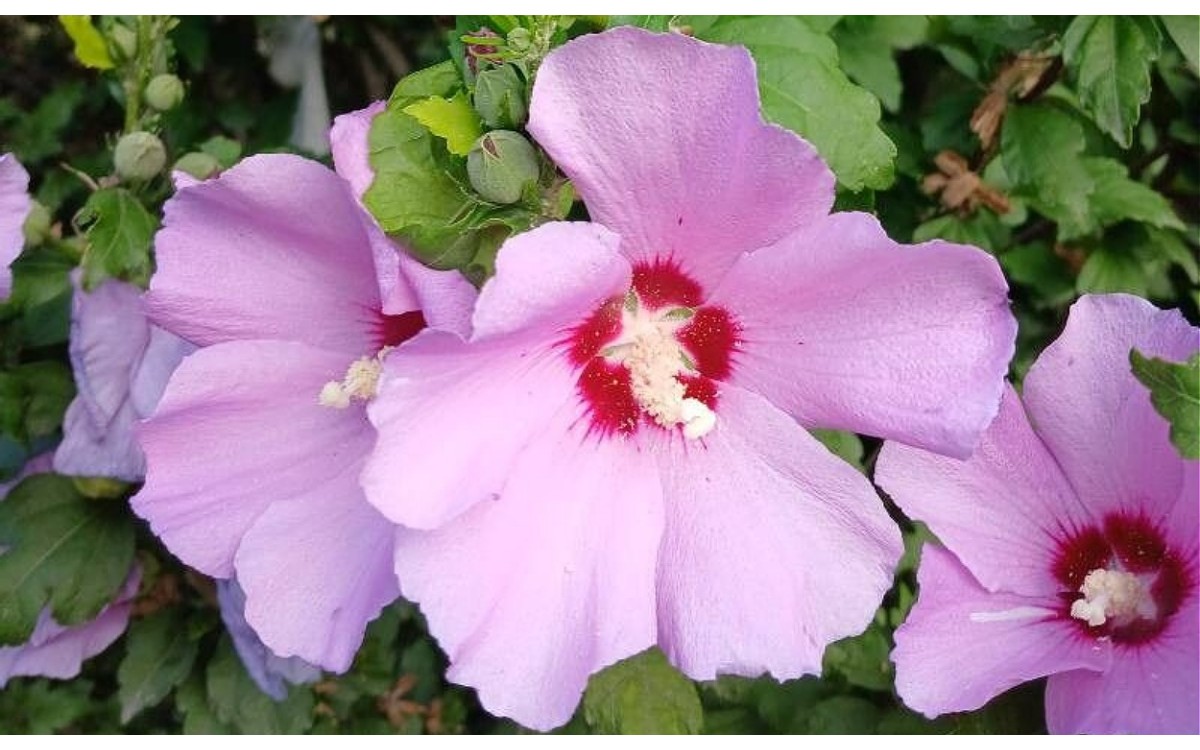 Hibiscus syriacus L conocida como Rosa de Siria