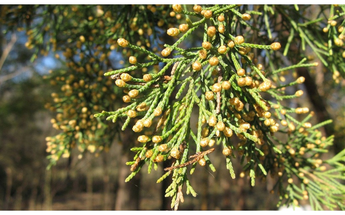 Juniperus virginiana conocido como cedro rojo oriental o enebro de Virginia