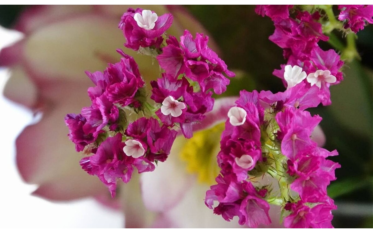 Limonium sinuatum conocida como statice o siempreviva