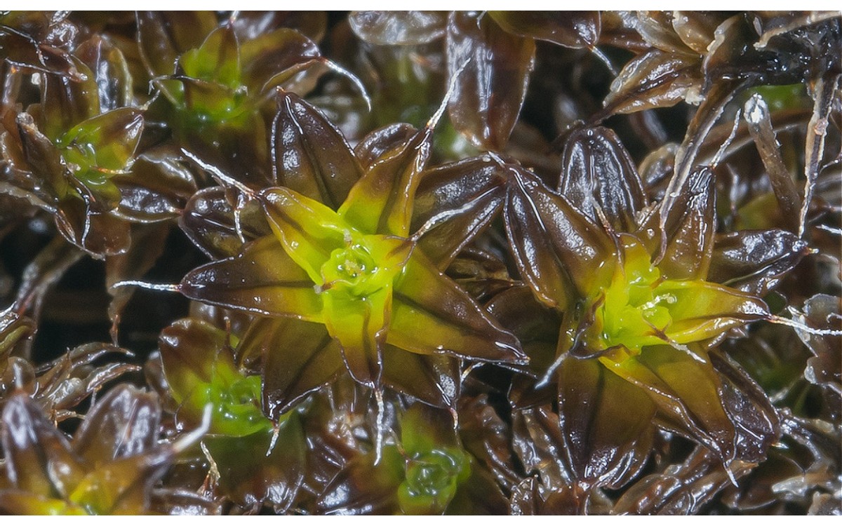 Syntrichia caninervis: El Musgo del Desierto, Un Extremófilo con Futuro en la Exploración Espacial