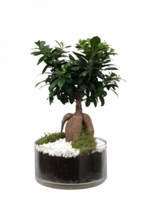 Bonsái Ficus en Cristal