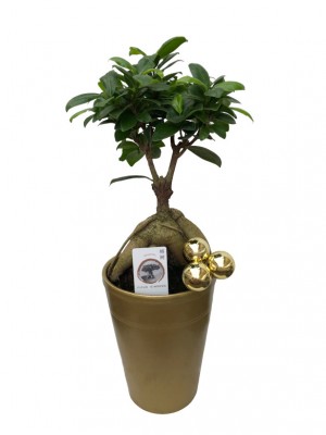 Bonsái de Ficus Ginseng en maceta decorativa