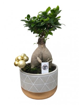 Bonsái de Ficus Ginseng en cerámica