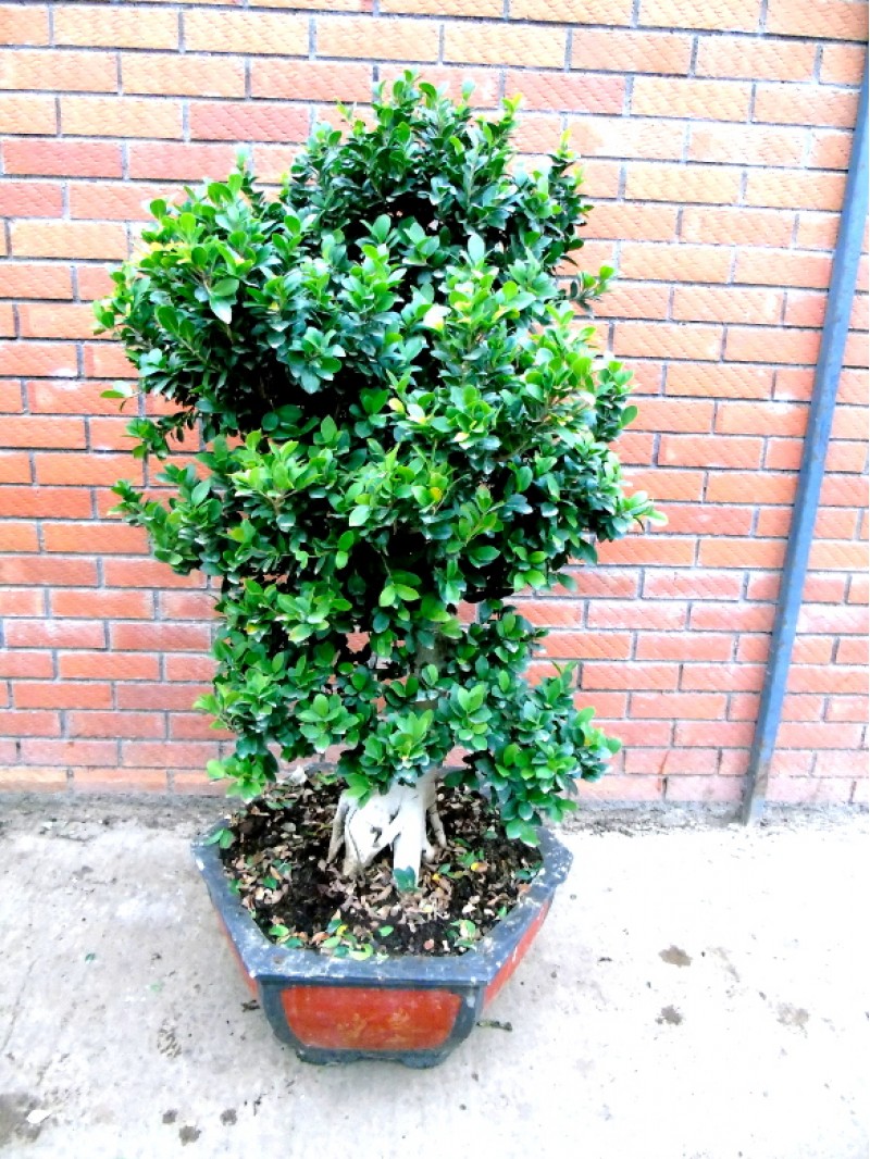 Escallonia Pink Elle Shrub Of The Month Mr Plant Geek