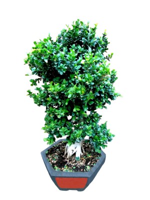 Bonsái ficus ginseng XXL (DISPONIBLE SOLO PARA MADRID)