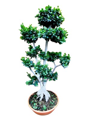 Bonsái ficus ginseng ramificado XXL (DISPONIBLE SOLO PARA MADRID)