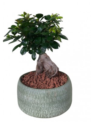 Bonsái de Ficus Ginseng 