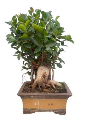 Bonsái de Ficus Ginseng 