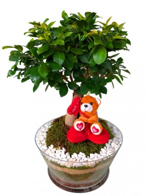 Bonsái Ficus con peluche