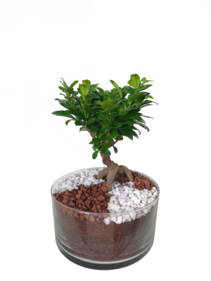 Bonsái de Ficus Ginseng mediano en cristal