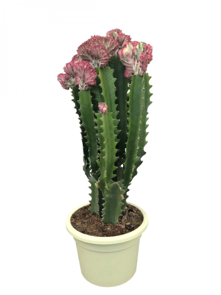 Cactus Euphorbia Lactea Cristata (DISPONIBLE SOLO PARA MADRID)