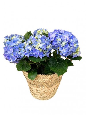 Cesta de una hortensia azul