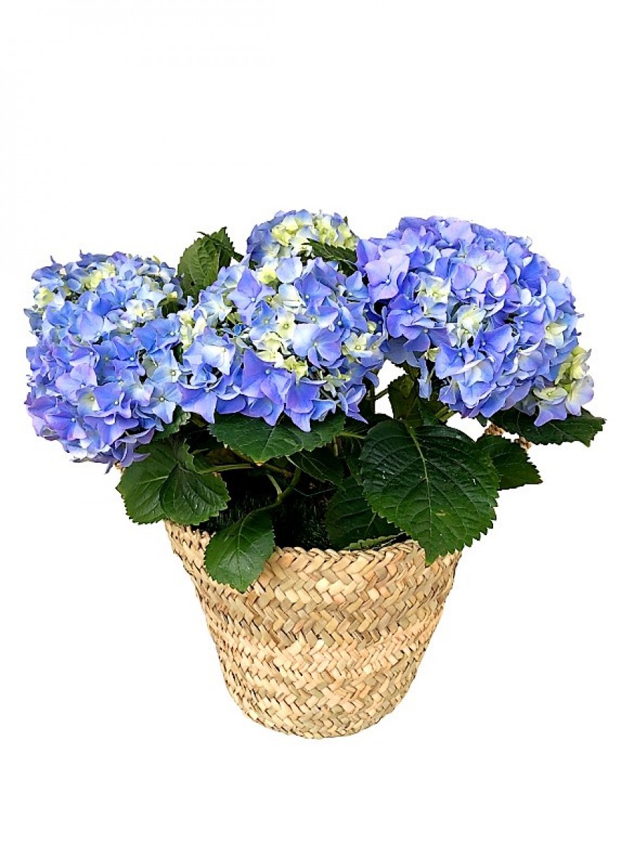 Cesta de una hortensia azul