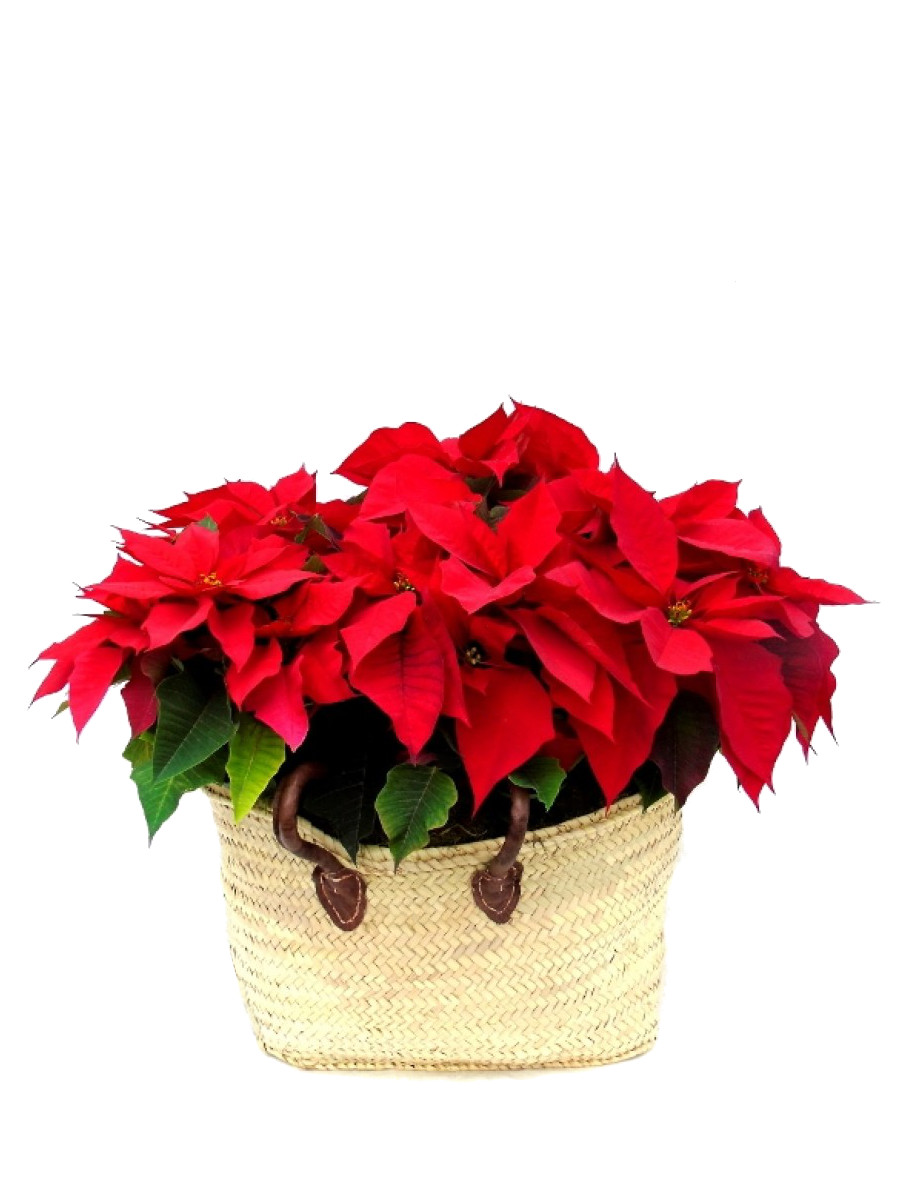 Capazo de flores de pascua XXL