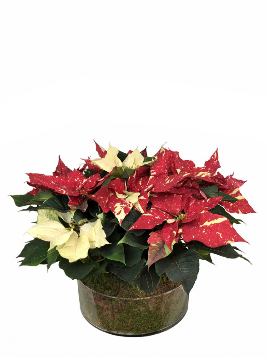 Centro de Mesa Poinsettias Bicolor