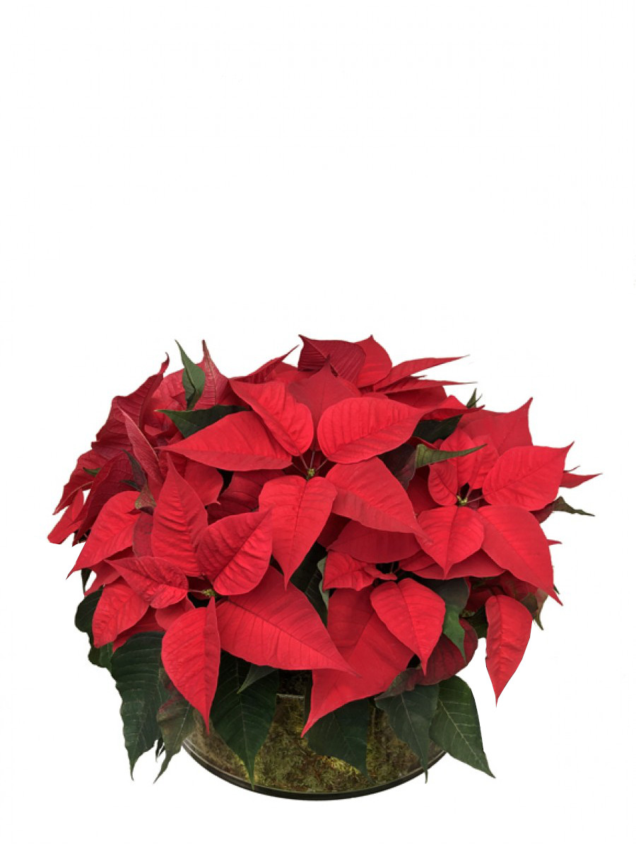 Centro de Mesa Poinsettias Rojas