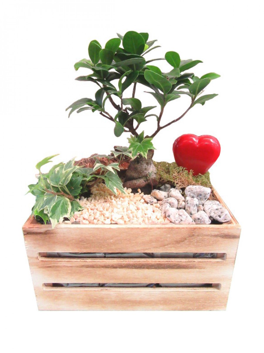 Composición de bonsái con hedera