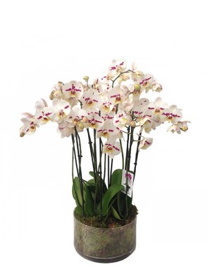 5 orquídeas bicolor de 2 varas en cristal