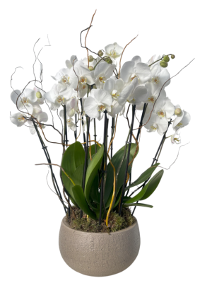 Centro de orquídeas blancas decoradas en cerámica