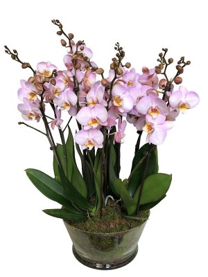 Orquídeas rosas en cristal