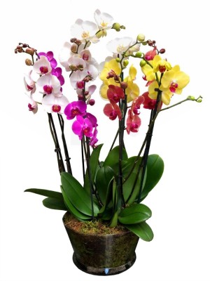 Orquídeas variadas en cristal