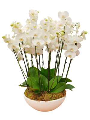 Orquídeas en maceta de fibra XXL