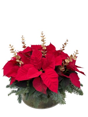 Centro de Flores de Pascua Rojas en Cristal