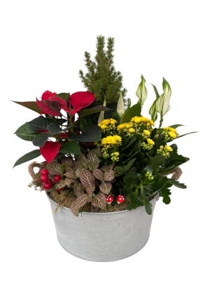 Centro de mesa Navidad chamadorea