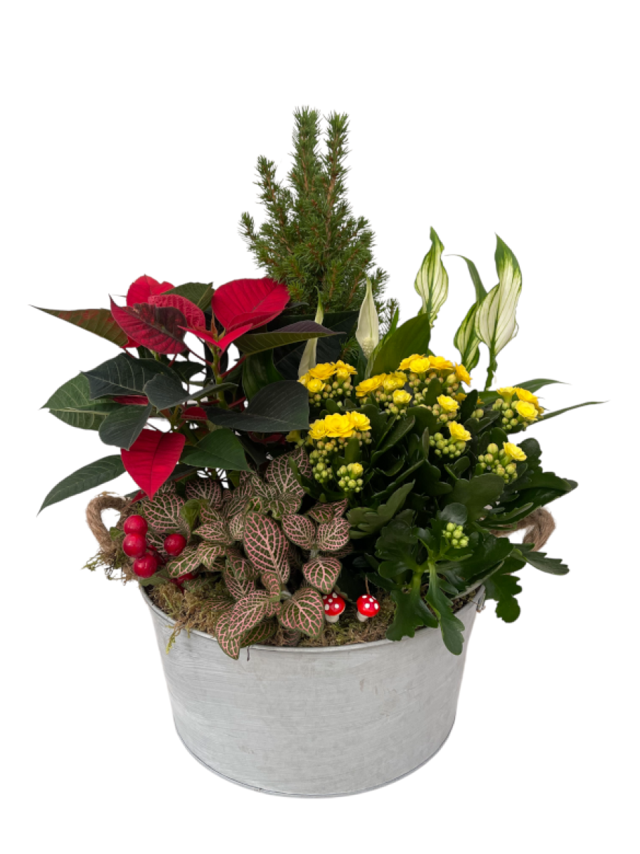 Centro de mesa Navidad chamadorea Centro de mesa Navidad chamadorea