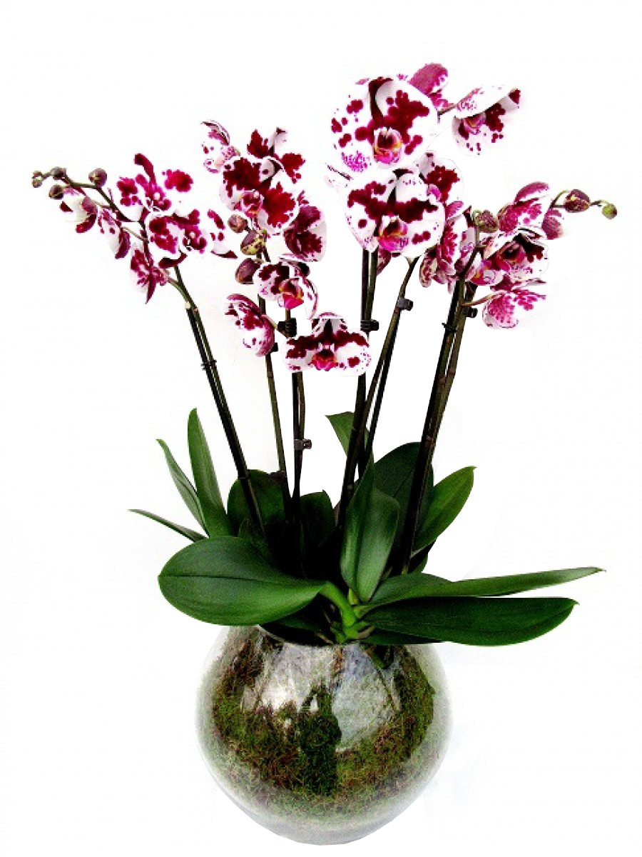 Centro de orquídeas bicolor