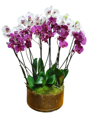 Centro de 6 orquídeas blancas en cristal