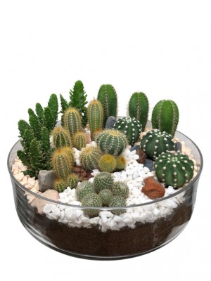 Centro grande de cactus  en cristal