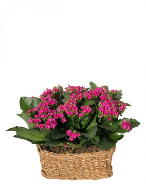 Cesta de cinco Kalanchoes morados