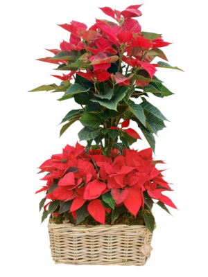 Cesta grande de flores de pascua 