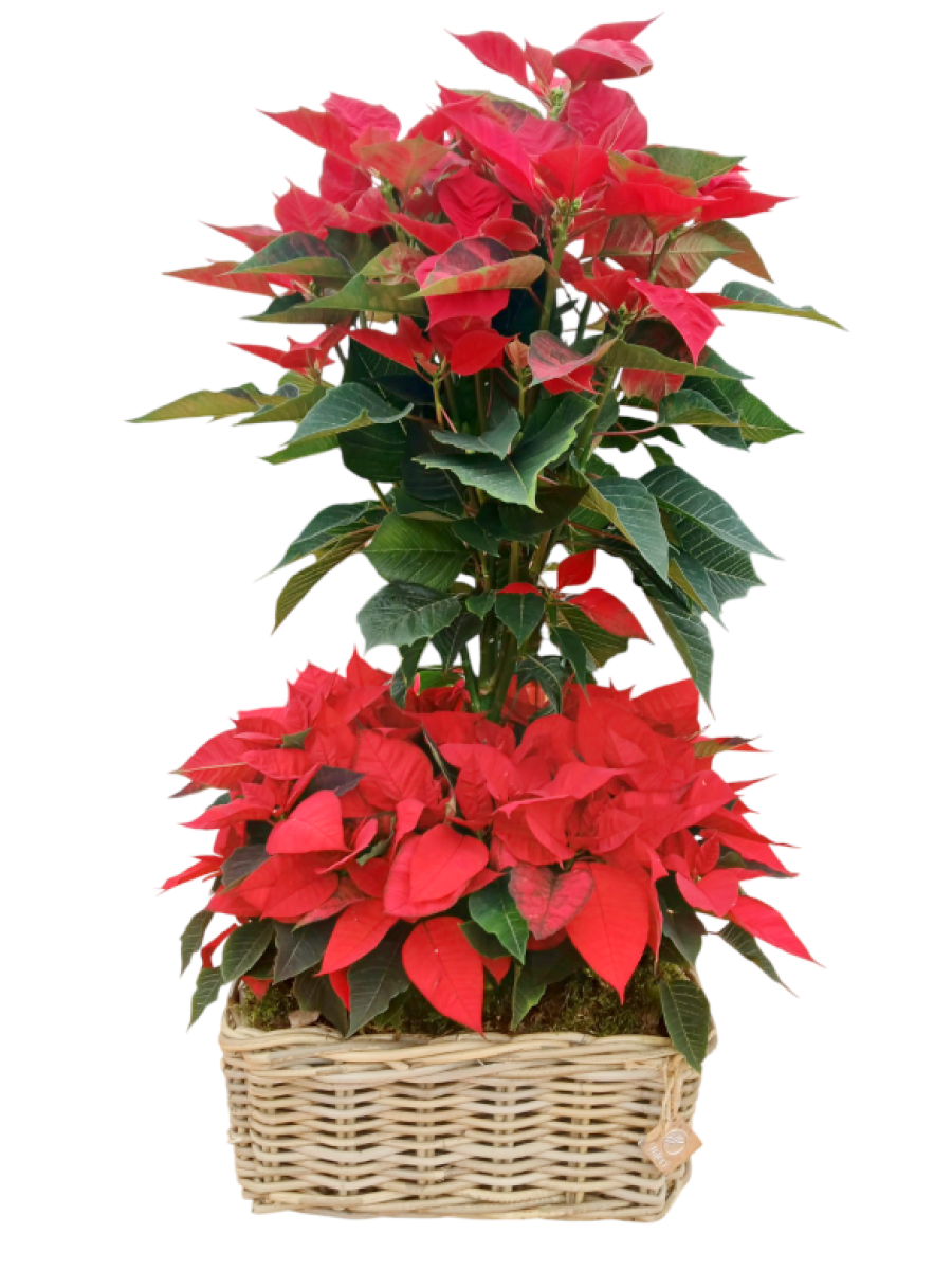 Cesta grande de flores de pascua 