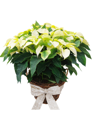 Cesta de 5 poinsettias amarillas M14