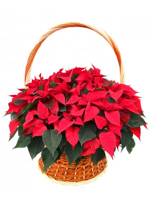 Cesta de flores de pascua XXL DISPONIBLE SOLO PARA MADRID