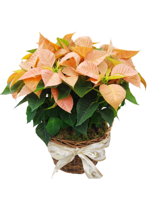 Cesta de 5 poinsettias naranjas M14