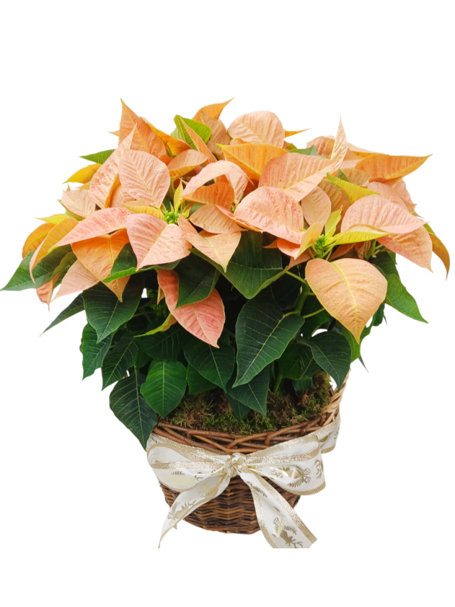 Cesta de 5 poinsettias naranjas M14