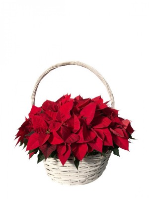Cesta de flores de pascua rojas