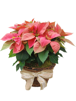 Cesta de 5 poinsettias rosas M14