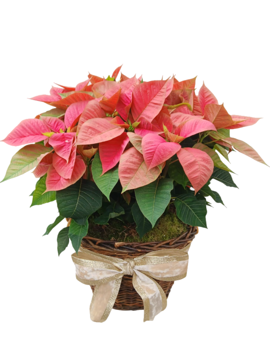 Cesta de 5 poinsettias rosas M14