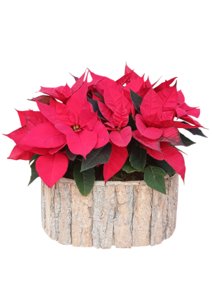 Centro de poinsettias rojas en madera