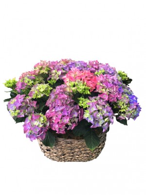 Cesta de hortensias azuladas