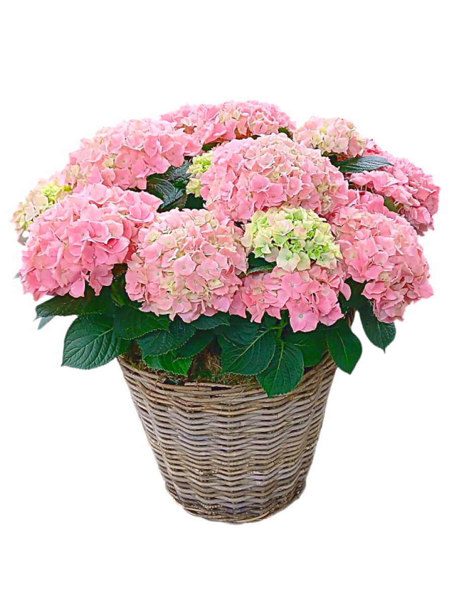 Cesta grande de Hortensias rosas Cesta grande de Hortensias rosas