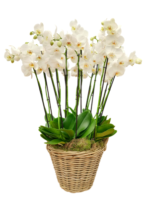 Orquídeas blancas en cesta de mimbre